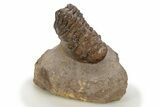 Fossil Crotalocephalina Trilobite - Atchana, Morocco #331930-2